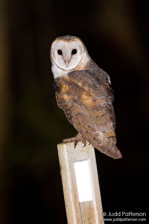 Barn Owl, Lamington National Park, Queensland, Australia