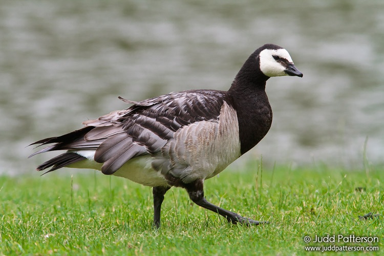 Barnacle Goose, Tervuren, Belgium