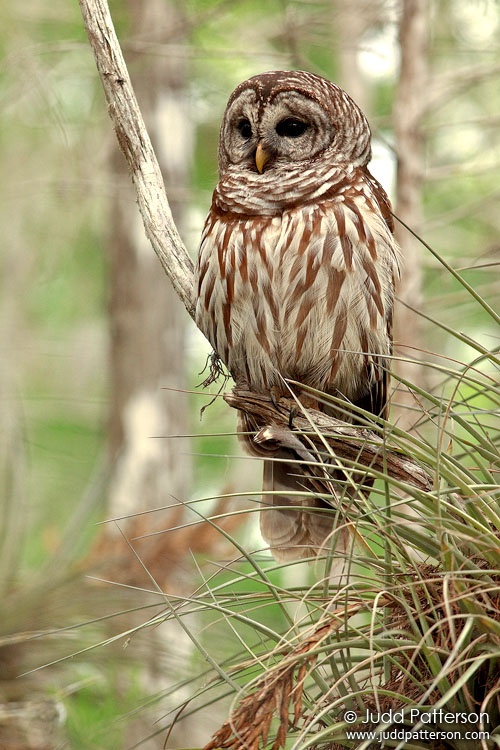 Barred Owl, Everglades National Park, Florida, United States
