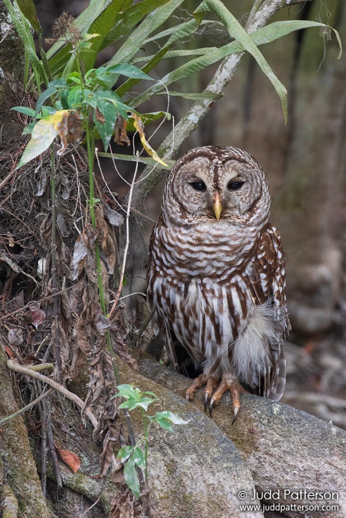 Barred Owl, Big Cypress National Preserve, Monroe County, Florida, United States