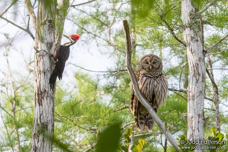 , Big Cypress National Preserve, Florida, United States
