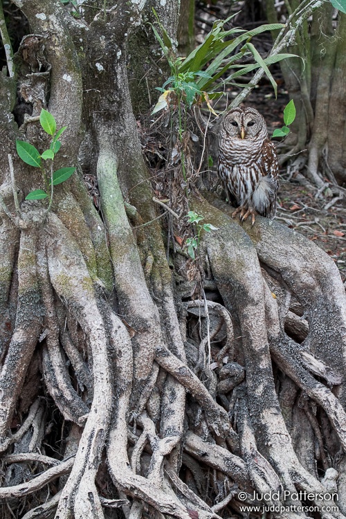 , Big Cypress National Preserve, Florida, United States