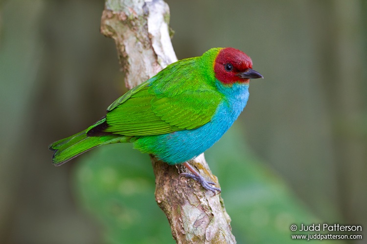 Bay-headed Tanager, Cerro Azul, Panama