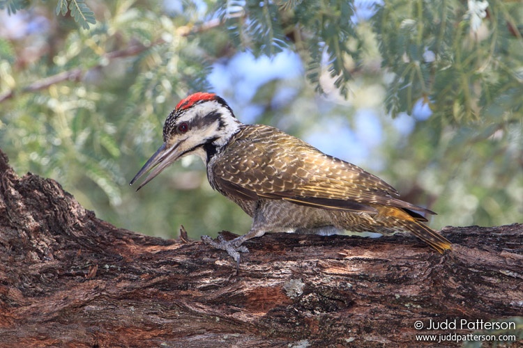 Bearded Woodpecker, Khwai, Botswana