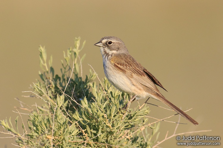 Bell's Sparrow, California, United States