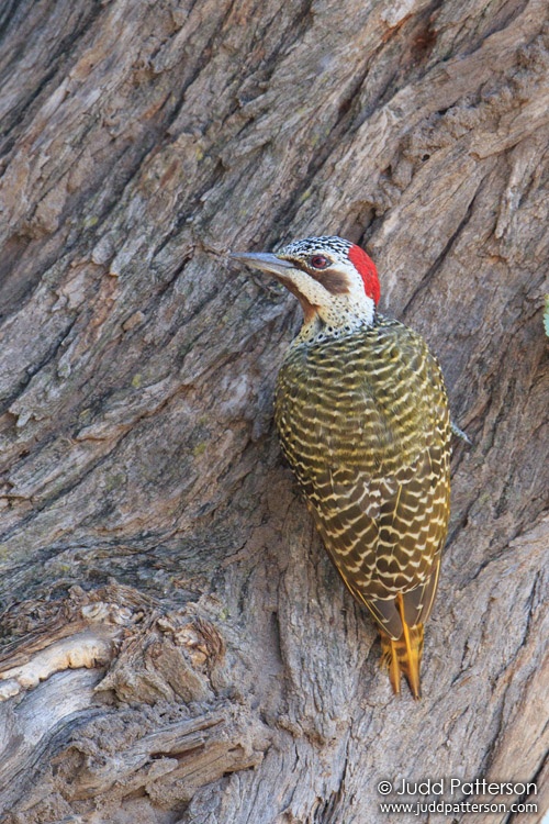 Bennett's Woodpecker, Khwai, Botswana
