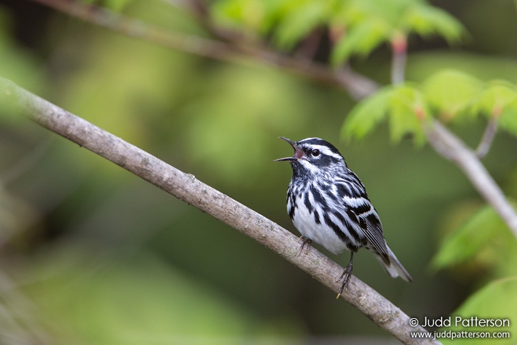 Black-and-white Warbler, Railroad Rd, Maine, United States