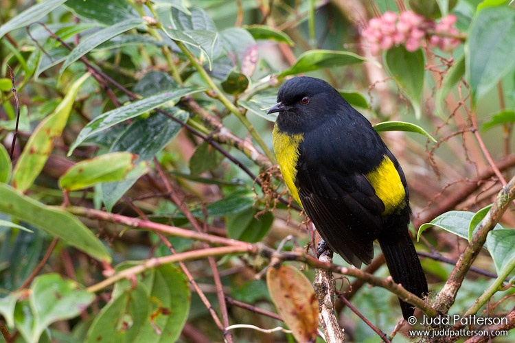 Black-and-yellow Silky-flycatcher, Mirador de Quetzales, Cartago, Costa Rica