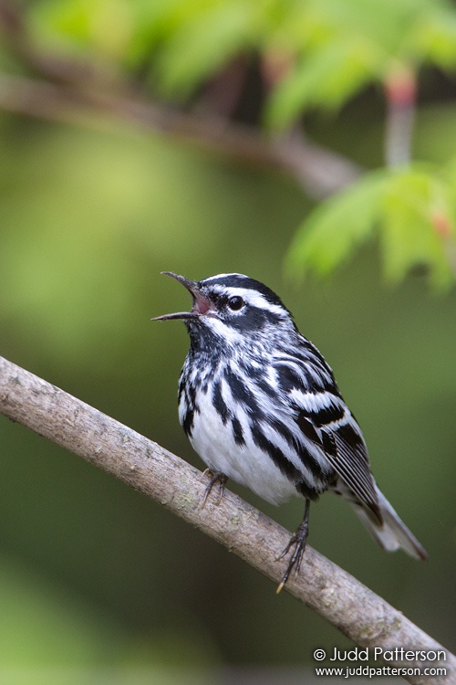 Black-and-white Warbler, Railroad Rd, Maine, United States