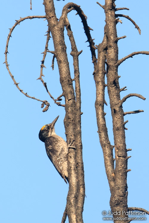 Black-backed Woodpecker, Willow, Alaska, United States