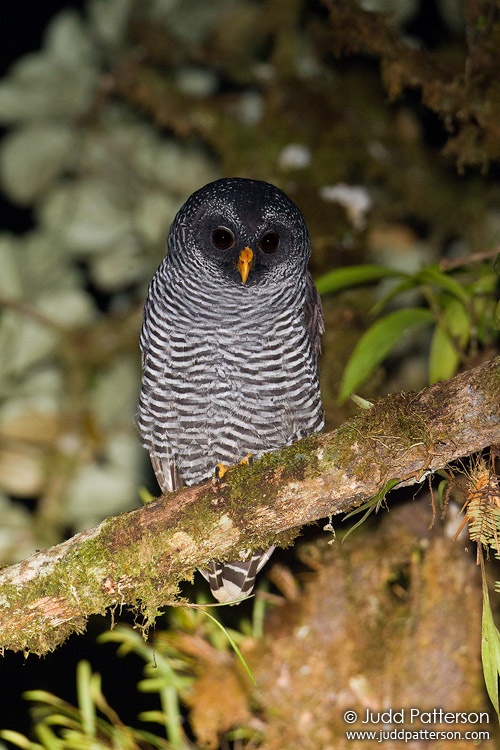 Black-banded Owl, Cabañas San Isidro, Ecuador