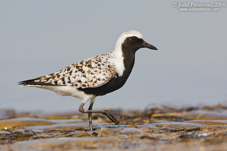 Black-bellied Plover, Fort De Soto Park, Florida, United States