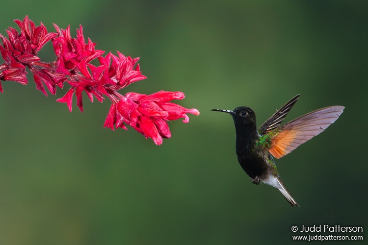 Black-bellied Hummingbird, Catarata del Toro, Alajuela, Costa Rica