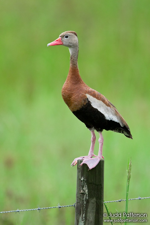 Black-bellied Whistling-Duck, Collier County, Florida, United States