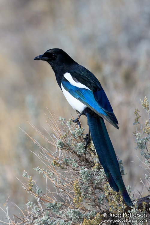 Black-billed Magpie, Antelope Island State Park, Utah, United States