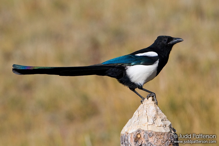 Black-billed Magpie, Rocky Mountain National Park, Colorado, United States