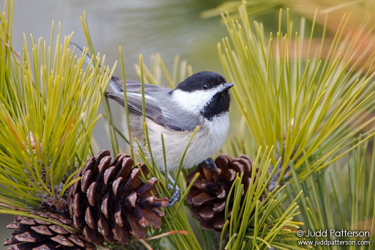 Black-capped Chickadee, Heckscher State Park, New York, United States