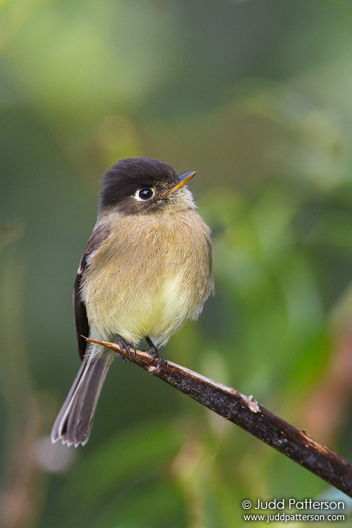 Black-capped Flycatcher, Mirador de Quetzales, Cartago, Costa Rica