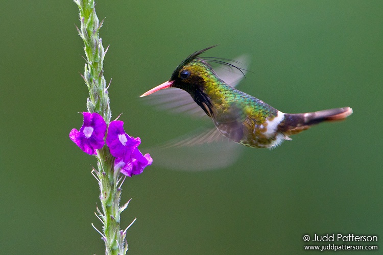 Black-crested Coquette, Arenal Observatory Lodge, Alajuela, Costa Rica