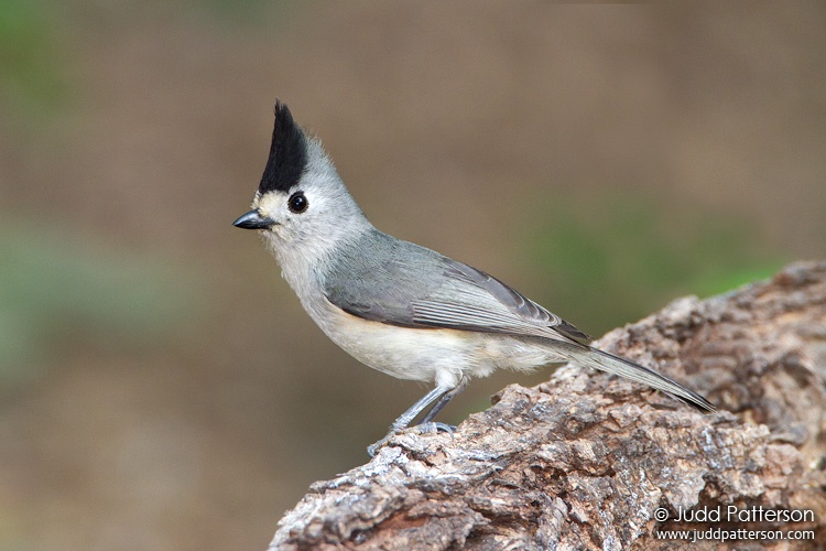 Black-crested Titmouse, Sabal Palm Sanctuary, Texas, United States