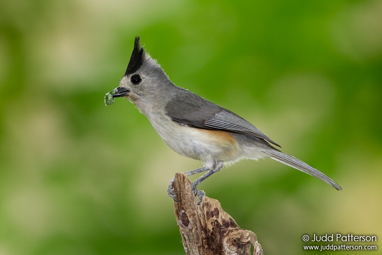 Black-crested Titmouse, Brownsville, Texas, United States