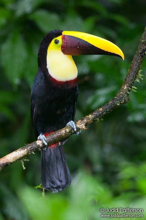 Black-mandibled Toucan, Selva Verde Lodge, Heredia, Costa Rica