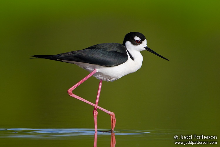 Black-necked Stilt, Everglades National Park, Florida, United States