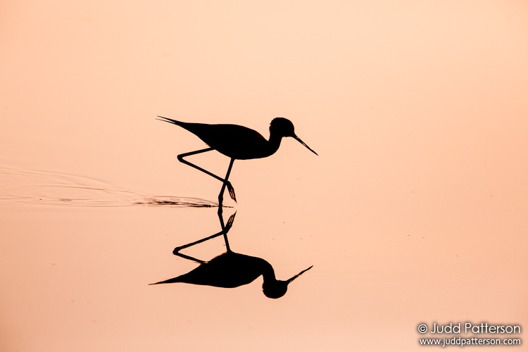 Black-necked Stilt, Florida, United States