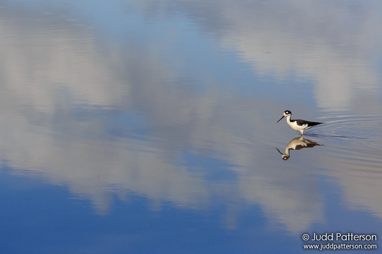 Black-necked Stilt, Everglades National Park, Monroe County, Florida, United States