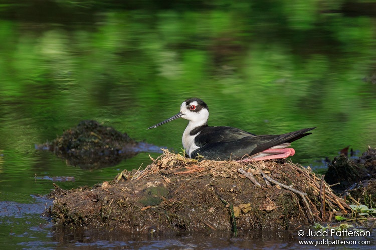 Black-necked Stilt, Wakodahatchee Wetlands, Palm Beach County, Florida, United States