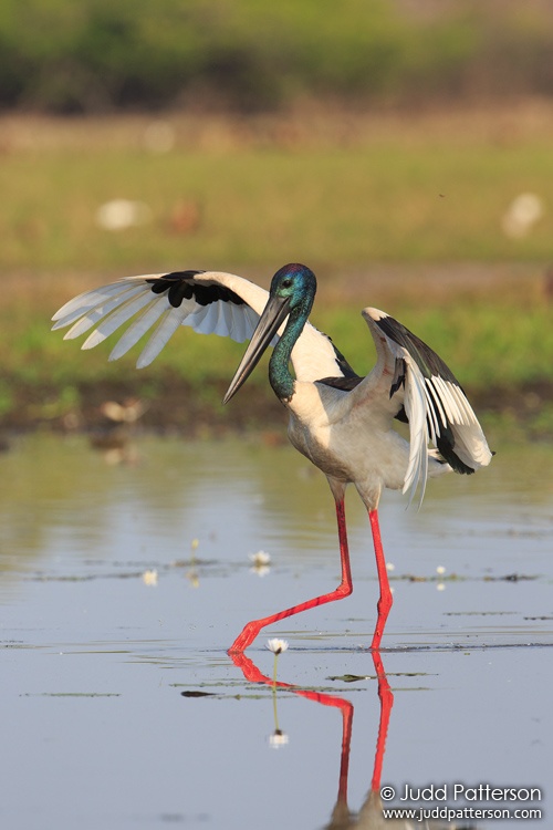 Black-necked Stork, Kakadu National Park, Northern Territory, Australia