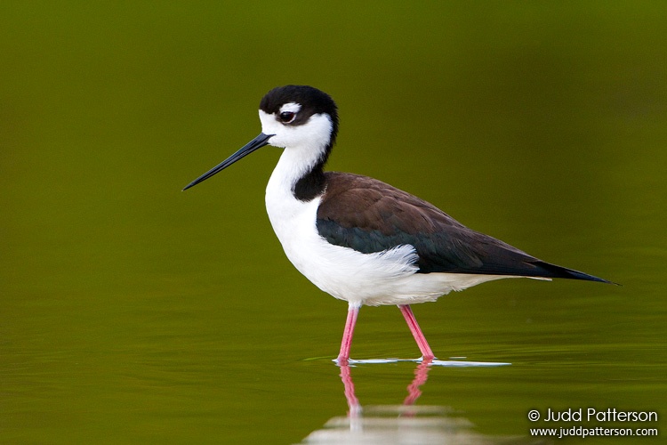 Black-necked Stilt, Everglades National Park, Florida, United States