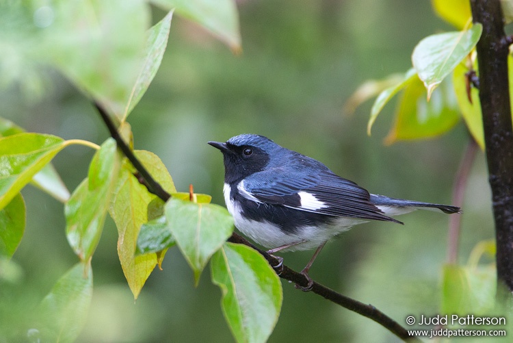 Black-throated Blue Warbler, Golden Road, Piscataquis County, Maine, United States