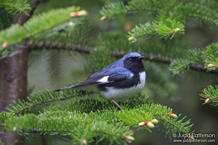 Black-throated Blue Warbler, Golden Road, Piscataquis County, Maine, United States