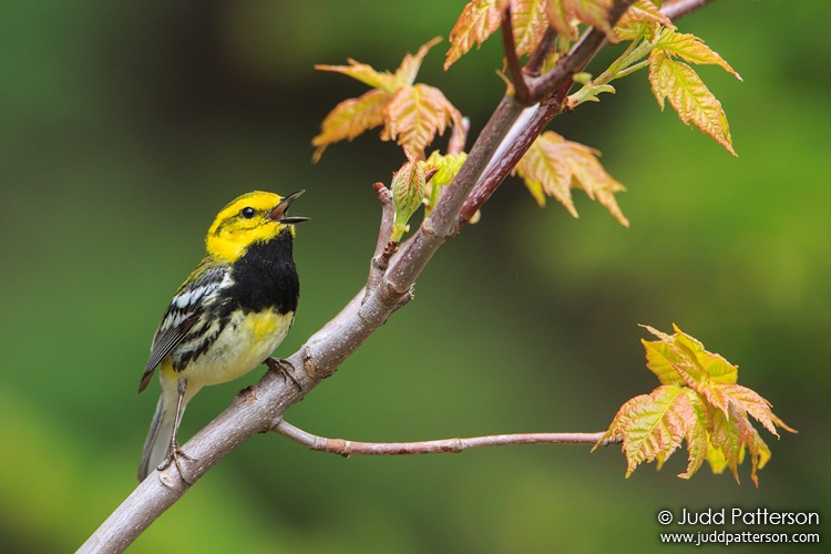 Black-throated Green Warbler, Elephant Mountain, Maine, United States