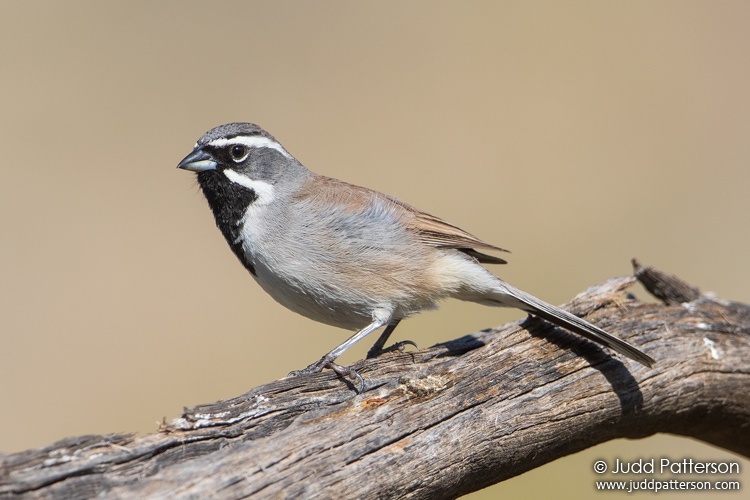 Black-throated Sparrow, South Mountain Park, Maricopa County, Arizona, United States