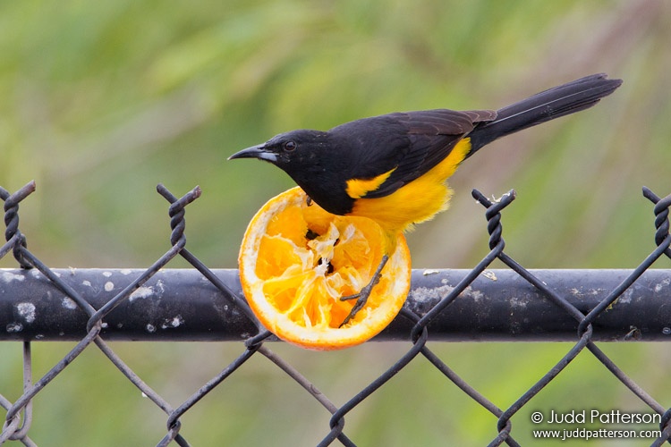 Black-vented Oriole, South Padre Island, Texas, United States