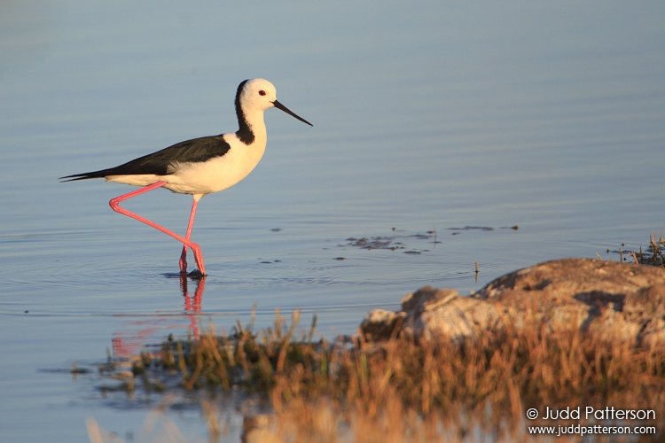 Black-winged Stilt, Western Treatment Plant, Victoria, Australia