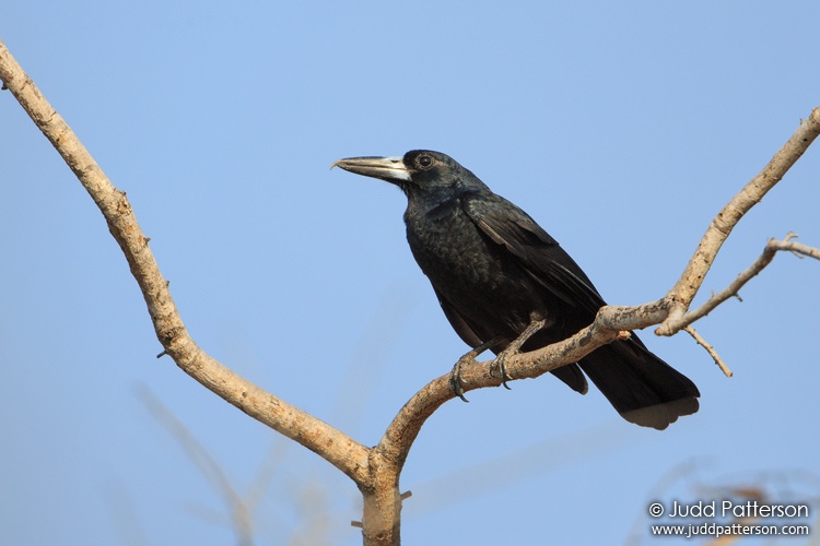 Black Butcherbird, East Point Preserve, Darwin, Northern Territory, Australia