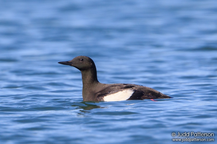 Black Guillemot, Acadia National Park, Maine, United States