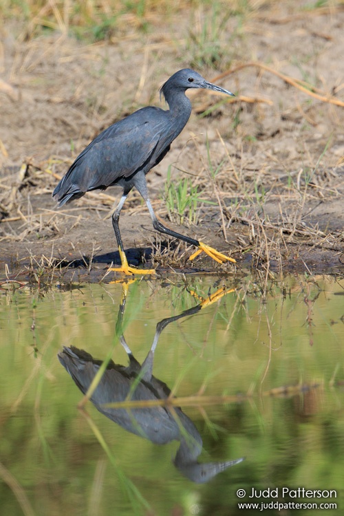 Black Heron, Moremi Game Reserve, Botswana