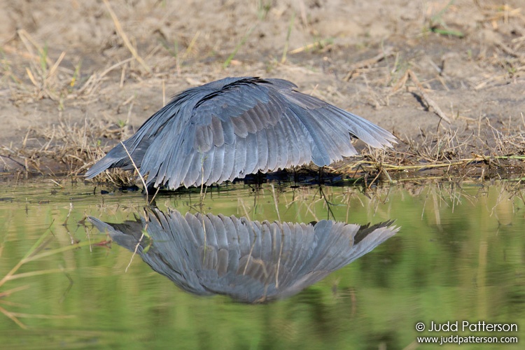Black Heron, Moremi Game Reserve, Botswana