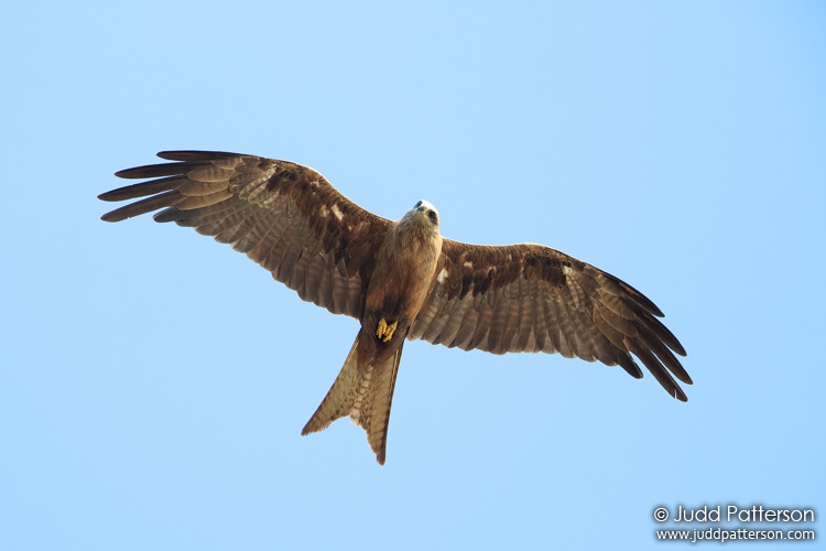 Black Kite, East Point Preserve, Darwin, Northern Territory, Australia