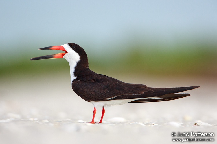 Black Skimmer, Tigertail Beach, Marco Island, Florida, United States