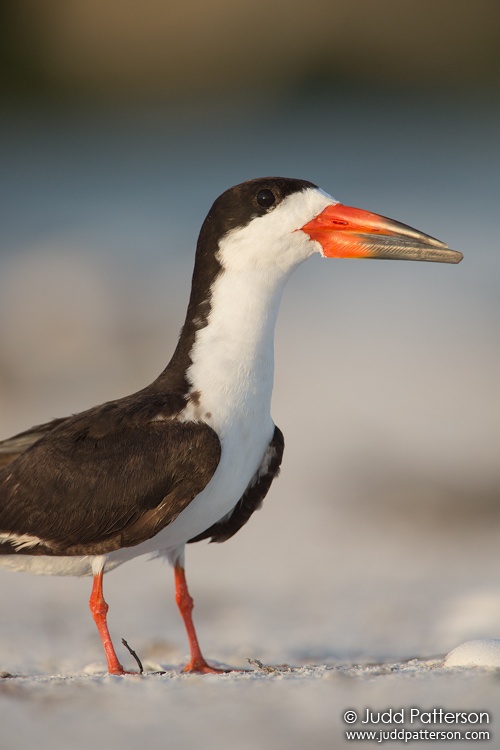 Black Skimmer, Tigertail Beach, Florida, United States