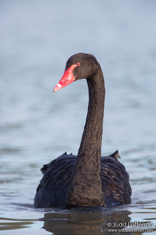 Black Swan, Mill Parkes Ponds, Victoria, Australia