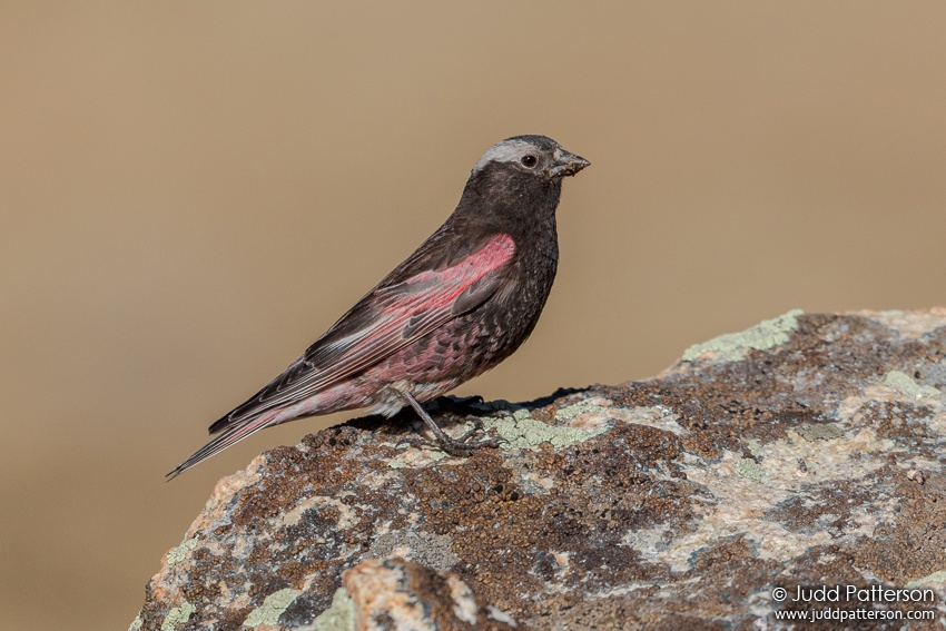 , Beartooth Highway, Wyoming, United States