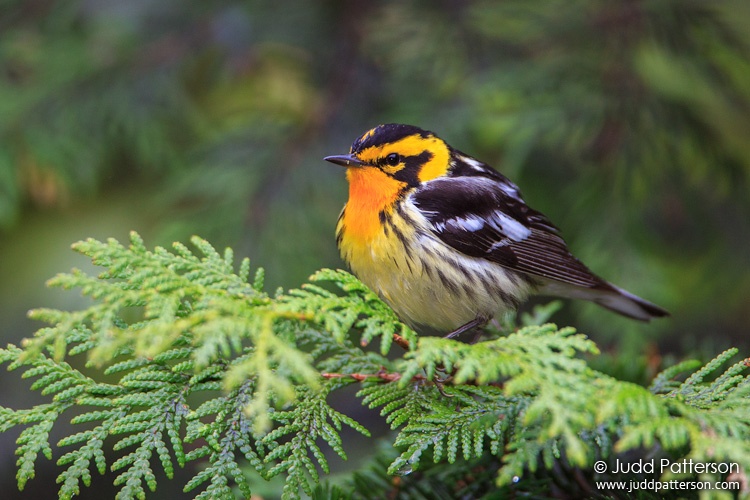 Blackburnian Warbler, Piscataquis County, Maine, United States