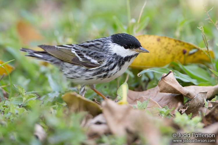 Blackpoll Warbler, Bill Baggs Cape Florida State Park, Florida, United States