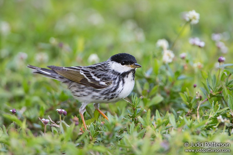 Blackpoll Warbler, Bill Baggs Cape Florida State Park, Florida, United States